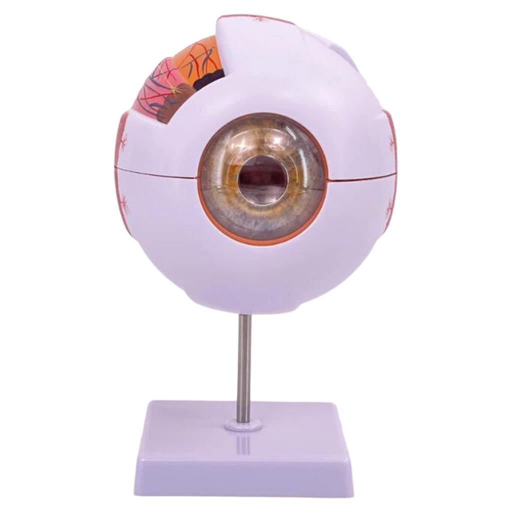 Human Eye Anatomical Model Enl - Science Exhibition Models recension och pris