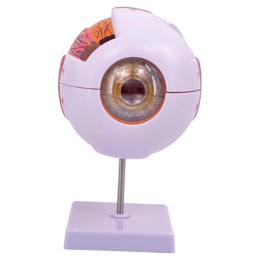 Human Eye Anatomical Model Enl - Science Exhibition Models recension och pris