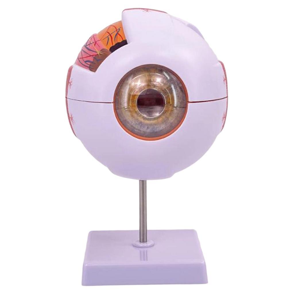 Human Eye Anatomical Model Enl - Science Exhibition Models recension och pris