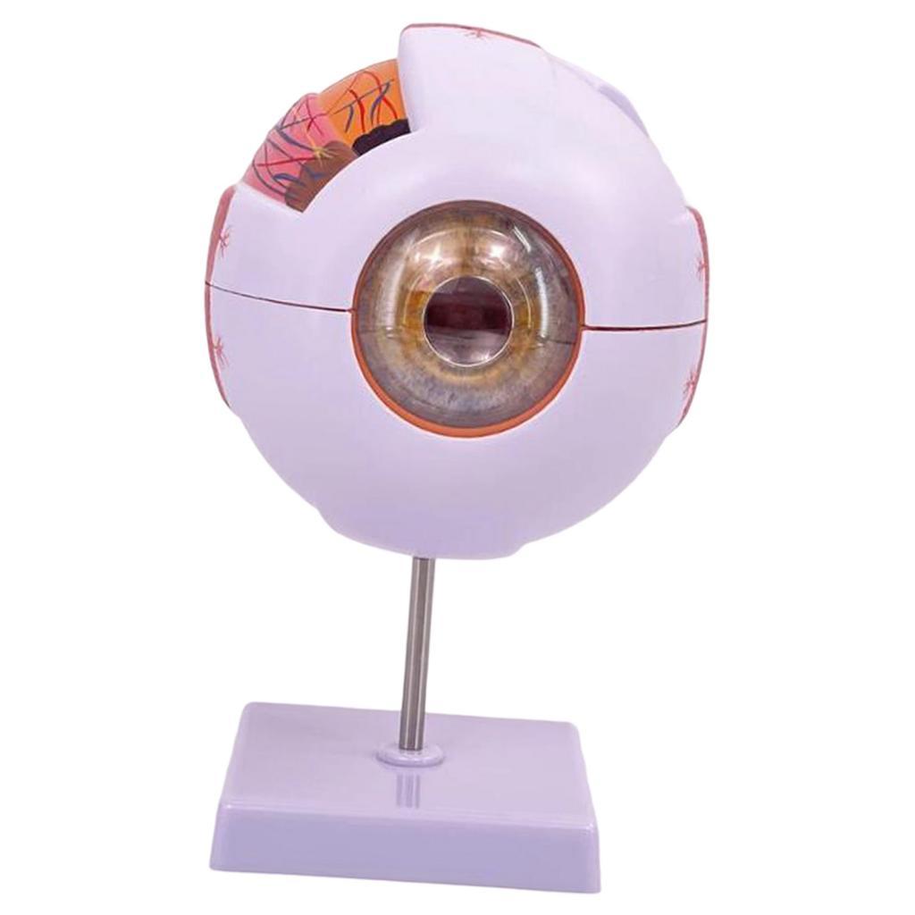 Human Eye Anatomical Model Enl - Science Exhibition Models recension och pris